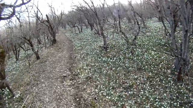 Волшебный лес