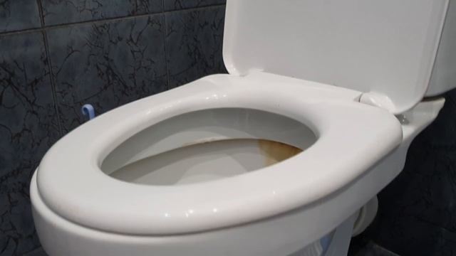 Канадский сфинкс Микки ✔ Уход, кормление, туалет и ухаживание за кошкой