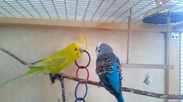 Волнистые попугайчики играют в вольере.