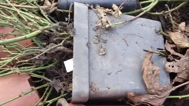 зимовка саженцев роз в горшках