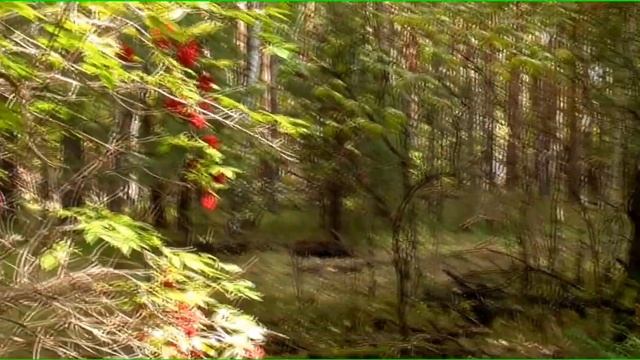 Какие съедобные грибы растут в  сосновом лесу Сибири хобби