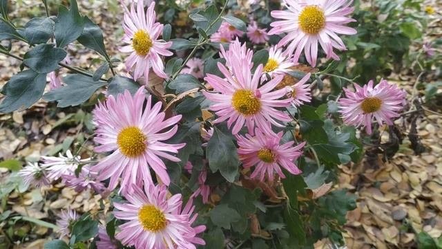 НОВЫЙ  ГОД 2020 .Как встречать ? НАРОДНЫЕ ПРИМЕТЫ И ПОВЕРЬЯ