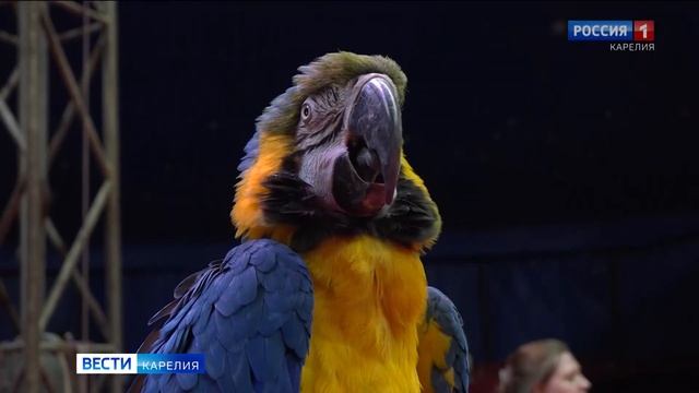 Ростовский цирк-шапито «Арена Макао» развернул свой купол в Петрозаводске