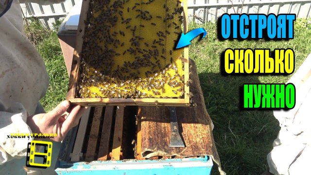 КАК ОТСТРОИТЬ СУШЬ ПРО ЗАПАС? КОГДА СТАВИТЬ ВОЩИНУ ВЕСНОЙ? ДЛЯ НАЧИНАЮЩИХ ПЧЕЛОВОДОВ 24-14