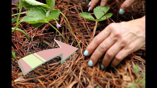 Укройте этим клубнику в сентябре для мощного урожая на следующий год! Чем укрыть клубнику на зиму?