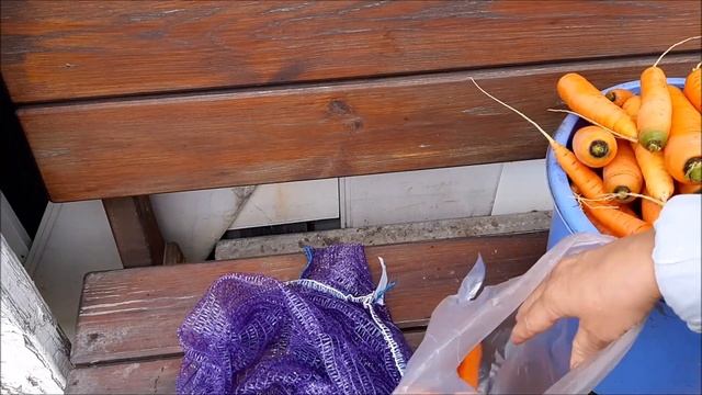 Как хранить морковь зимой, мой способ хранения моркови. how to store carrots in winter