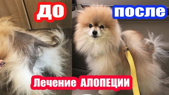 ШЕРСТЬ НАЧАЛА РАСТИ ЛЕЧИМ АЛОПЕЦИЮ