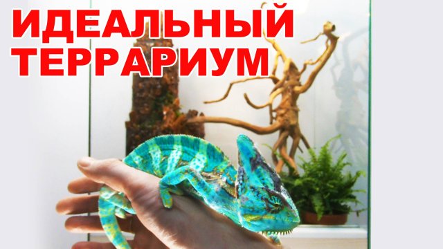 Террариум для хамелеона своими руками