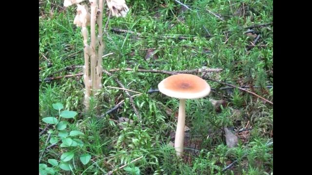 КАКИЕ ГРИБЫ СТОИТ СОБИРАТЬ в лесу, а какие нет. 0+