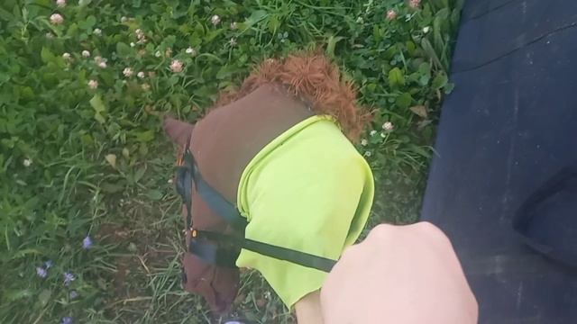 ?тренировка? #хобби хорсинг# ❤️Машка бумажка и её питомцы❤️