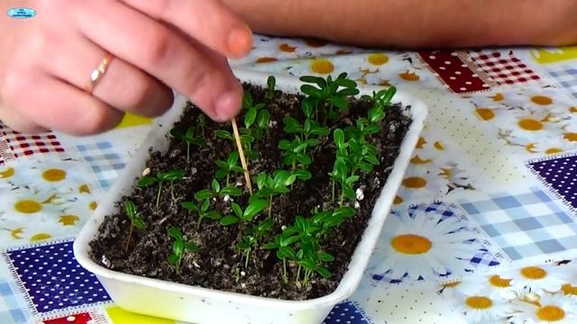 КАТАРАНТУС. Что делать с катарантусом после всходов?