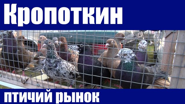 Птичий рынок. Кропоткин. Часть 3. [27.03.2022]