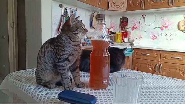 Фантик Балуется ??