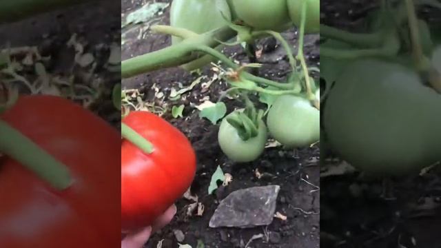 Урожайный сорт томата «Рая».  Золотое яблоко или яблоко любви ?