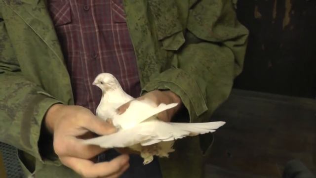 Голуби Узбекские, Гульбаданы, Александра Афганца (часть- 4)