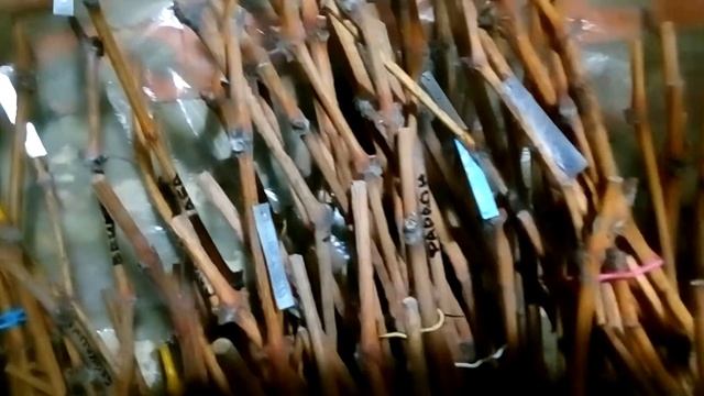 Хранение саженцев и черенков в подвале