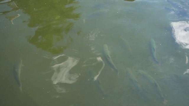 Размеры моего пруда и количество рыб в моём небольшом прудике