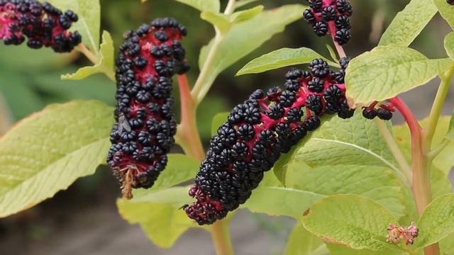 Лаконос ягодный (Phytolacca acinosa) | ЭНЦИКЛОПЕДИЯ РАСТЕНИЙ