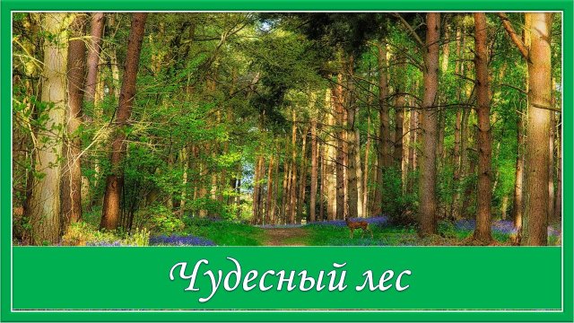 Чудесный лес. Очень красивая песня