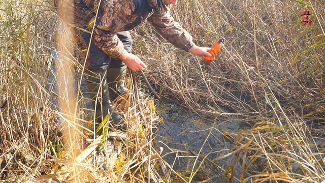 Ловля бобра на "зелье" КП-250,320. Hunting for beaver.