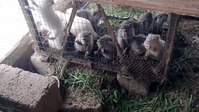 чего начать содержание и разведение нутрий