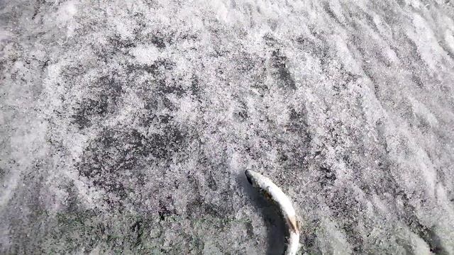 Весенний клёв ХАРИУСА на БАЙКАЛЕ. Байкальский Хариус.
