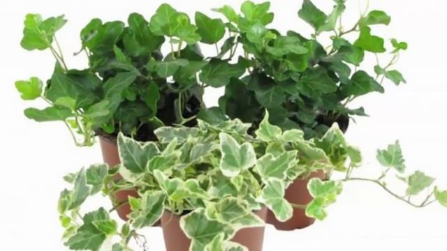 Комнатные растения для ЛЕНЬТЯЕВ! Самые неприхотливые  растения.