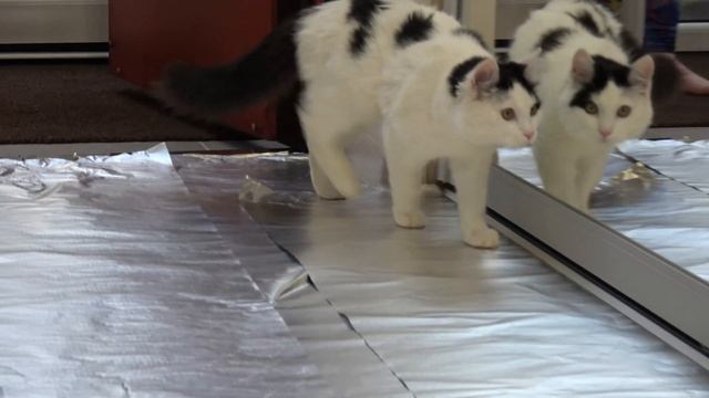 Как пранкануть кошку? #1