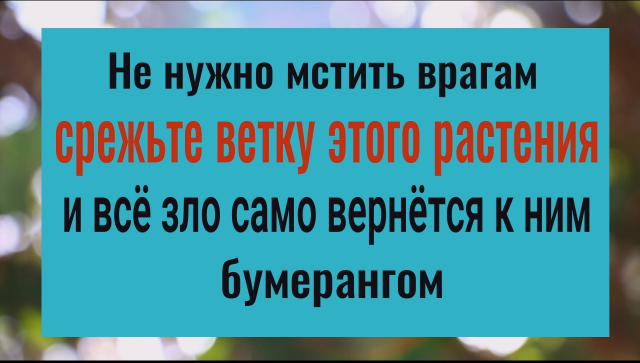 Всё зло вернётся откуда пришло. Срежьте 1 веточку этого растения и больше никто вам не навредит