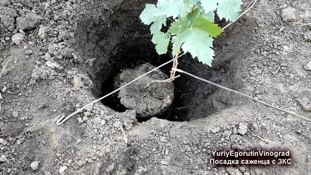? Как ПРАВИЛЬНО и когда ПОСАДИТЬ осенью САЖЕНЕЦ ВИНОГРАДА с ЗКС. Несколько тонкостей посадки.