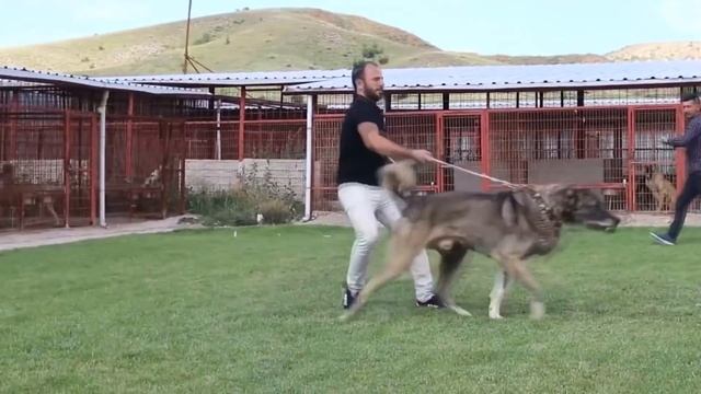 КАНГАЛ В ДЕЛЕ! Кангал Против 3 Волков