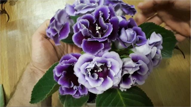 Глоксиния. Как сохранить зимой. Укладываем на покой ПРОДУМАННО.