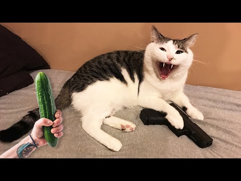 Я РЖАЛ ЦЕЛЫЙ ЧАС/ СМЕШНЫЕ ЖИВОТНЫЕ 2021 / ТЕСТ НА ПСИХИКУ / КОШКИ 2021 ЛУЧШИЕ ПРИКОЛЫ