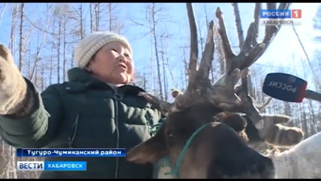 С оленями встретились эвенки