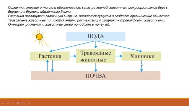 7 класс.РАЗНООБРАЗИЕ ЖИВОГО МИРА