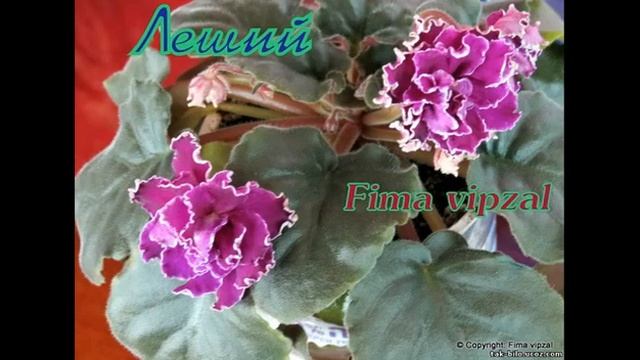 тайна мистики фиалки