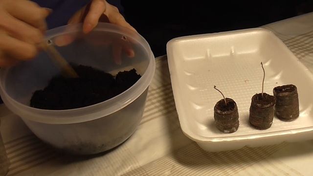 Выращивание цикламена из семян круглый год.