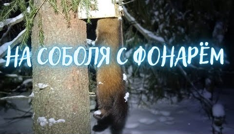 ОХОТА НА СОБОЛЯ. Серия № 11. Проверяю путики #на соболя