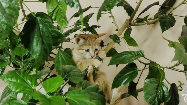 Котенок забрался на китайский гибискус и играет на нем.