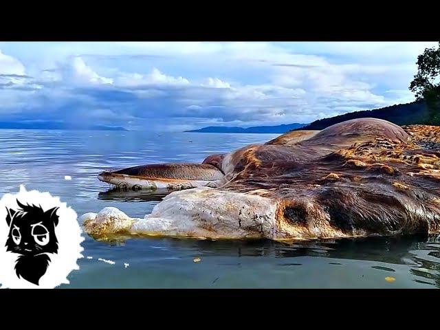 5 ТАИНСТВЕННЫХ СУЩЕСТВ СНЯТЫХ НА КАМЕРУ [Черный кот]