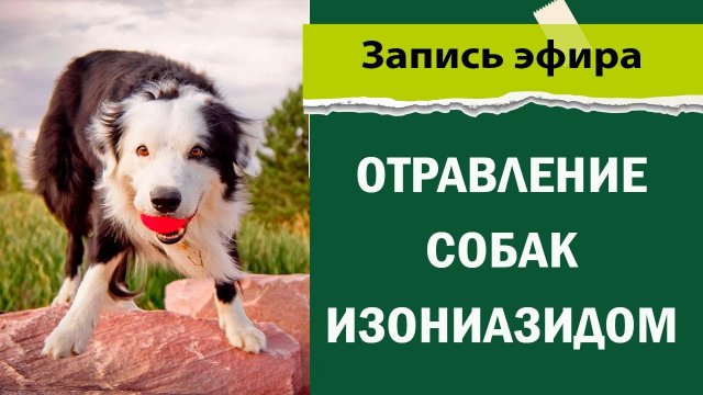 как спасти от Отравления собаку | изониазид и дог хантеры