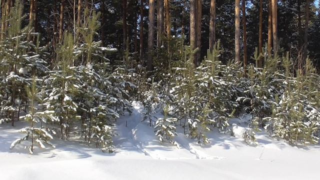 Божественное развитие мышц при патологических нарушениях внутреннего строения 2 часть