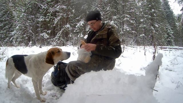 Охота на зайца с гончими. Наткнулись на стадо копытных