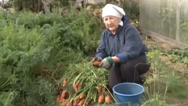 Хранение моркови.