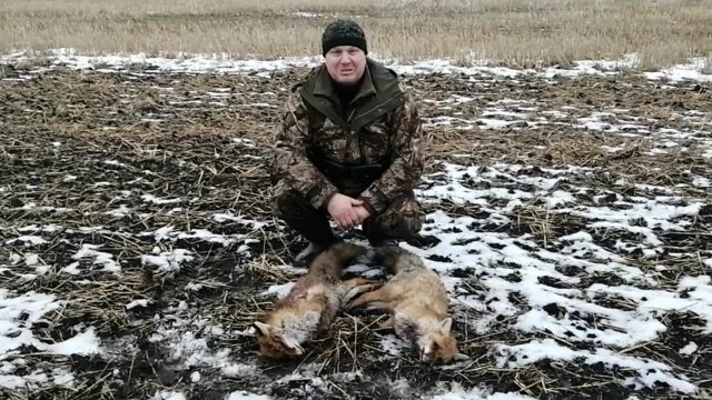 Охота на лису с норными собаками. Добыли сразу двух лис с одной норы. Two foxes in one hole
