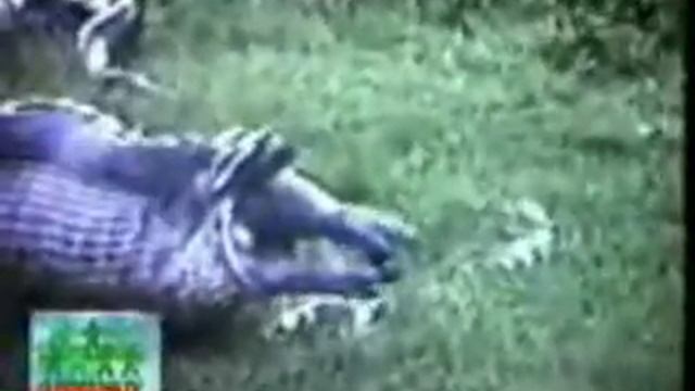 Boa swallowed hippo! Удав проглотил бегемота!