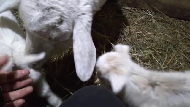 окот козы прошёл успешно / сколько козлят родилось / как назвали