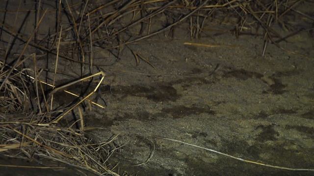 История дикой природы - Фильм 2. Потерянная земля тигров и леопардов - Документальный фильм
