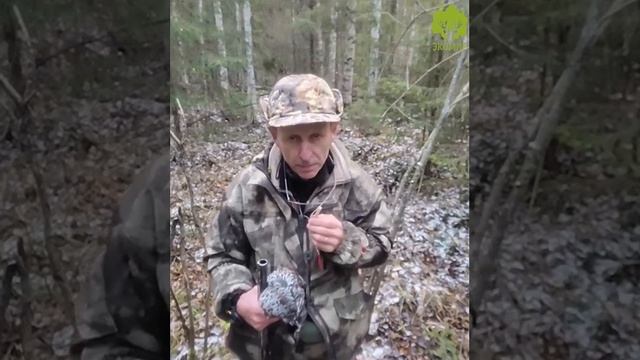 Как манить рябчика? Подробная инструкция.