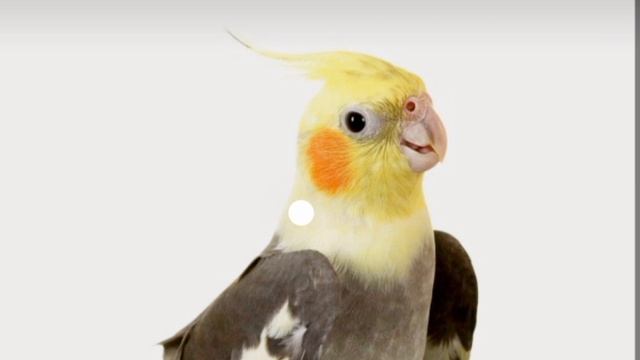 папугаи корела? учим петь cockatiel parrot sing #корелла????❤️